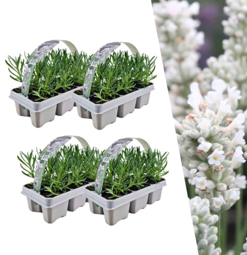 Plants by Frank Lavandula Angustifolia Weiß, 24 Stück, Ø 7 cm | Weißer-Duft Lavendel Pflanzen, Echter Lavendel Mehrjährig Winterhart, Lavendelstrauch, Gartenpflanzen, Topf 7 cm, Höhe: 15 cm