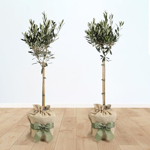 YouGarden Pair of Hardy Ornamental Olive Tree Standards 80-90cm Tall, Two Gift Wrapped Established Plants in Brown Hessian Bags with Green Fabric Bows, Ready to Plant or Gift