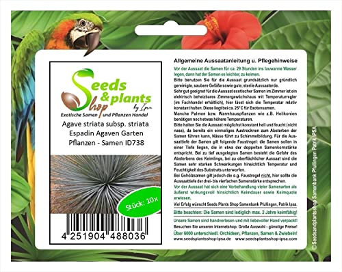 Stk - 10x Agave striata subsp. striata Espadin Agaven Garten Pflanzen - Samen ID738 - Seeds & Plants Shop by Ipsa