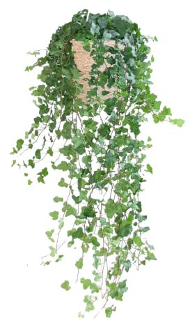 BloomPost Hedera Helix Wonder — Korb über 40-50 cm — Zimmerpflanze — Zimmerpflanze — Pflegeleichte Zimmerpflanze — Einfach zu züchtende Zimmerpflanzen für das Büro — Topf im Lieferumfang enthalten
