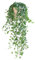 BloomPost Hedera Helix Wonder — Korb über 40-50 cm — Zimmerpflanze — Zimmerpflanze — Pflegeleichte Zimmerpflanze — Einfach zu züchtende Zimmerpflanzen für das Büro — Topf im Lieferumfang enthalten