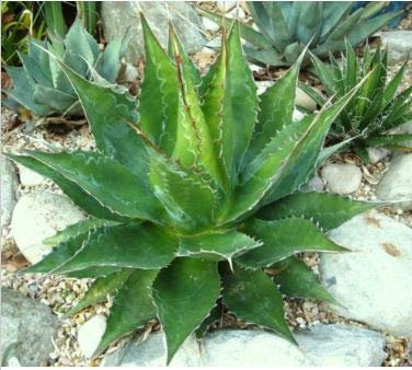 New Fresh 15pcs Green Agave Montana Semi di piante