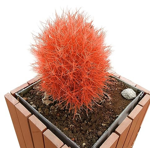 PERZOE 100 Stück Brennender Busch Kochia Scoparia Grassamen, Hausgarten Pflanzen Bonsai Dekor Orange
