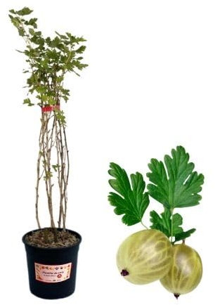 P. Piantine da Orto | Uva Spina Bianca, Vaso 5 L, Pianta Pronta per il Trapianto, Pianta Vera di Frutti di Bosco da Esterno, Vivaio Italiano