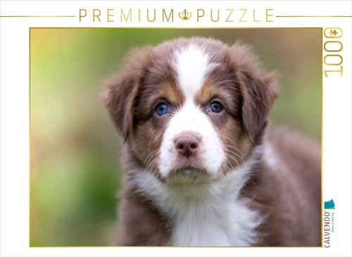 CALVENDO Puzzle Zauberhafter brauner Aussie Welpe mit strahlend blauen Augen | 1000 Teile Lege-Größe 64 x 48 cm Foto-Puzzle für glückliche Stunden