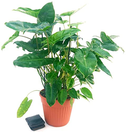 POWERS TO FLOWERS - PHILODENDRON, PHYLODENDRON, MONSTERA BURBLE MARX XXXL, VASO 24CM, pianta vera