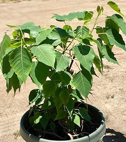 100 Ficus religiosa, Semi semi di Albero Peepal, semi Bo Tree, Albero Della Bodhi, Albero Sacro, fico paura