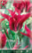 Flora Elite 816048 Tulpe Dolls Minuet (Tulpenzwiebeln)
