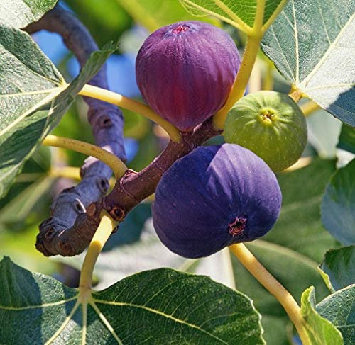 Winterharte Feige `Bornholm´, Ficus carica, 60-80cm im 3,5L Topf
