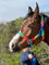 Regenbogenfarbenes Halfter mit passendem Führungsseil, Chrom-Passform, Größe Full bis Mini Shetland (Pony)