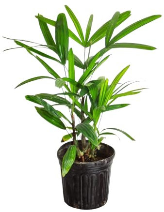 Palmera Bambú Rhapis Excelsa Natural Palmera de Interior de 60cm de Altura