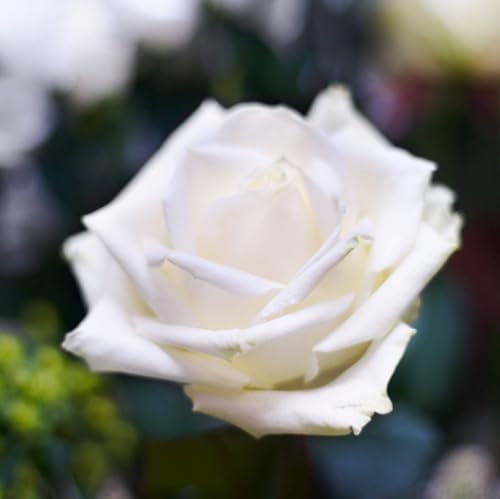 Pianta vera di Rosa - Bianco Puro - Diametro Vaso Ø 19 cm
