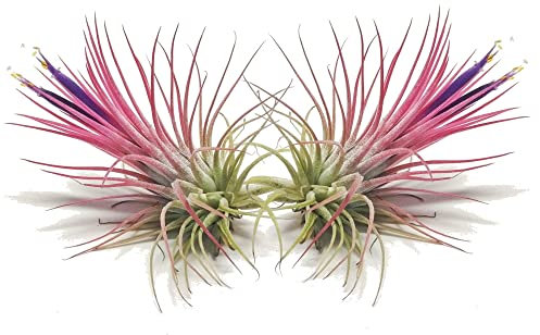 DECOALIVE Tillandsia Iotha Fuego Set de 2 Plantas del Aire Naturales Color Rojizo