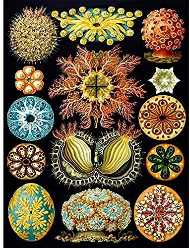 Wee Blue Coo Haeckel Plate 85 Marine Life Unframed Wall Art Print Poster Home Decor Premium Teller Leben Wand Zuhause Deko