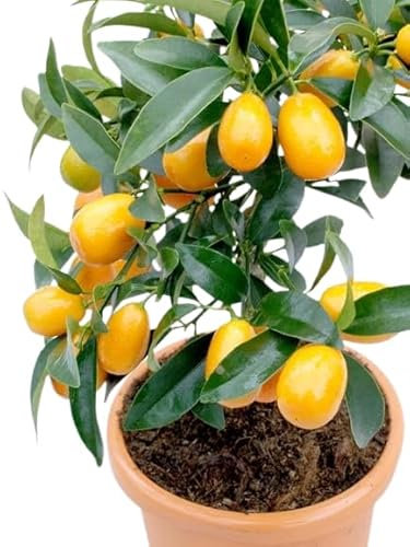 Naranjo Chino Kumquat Natural Cultiva tu Propio Tesoro Cítrico