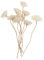 Cabilock 9 Stück Feuerloses Aroma Getrockneter Zuckerrohr-Diffusor Für Ätherische Öle Aromatherapie-Sticks Kaktus-Diffusor