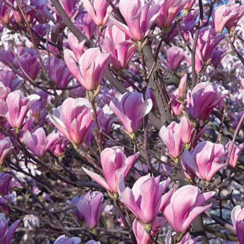 Magnolia giapponese Magnolia soulangeana pianta in vaso ø19 h. 90/100 cm Vivaio di Castelletto