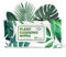 Southside Plants Lingettes nettoyantes douces à base de plantes pour des feuilles brillantes et une meilleure photosynthèse – Non parfumées, extra épaisses pour plantes d'intérieur et d'extérieur – 80
