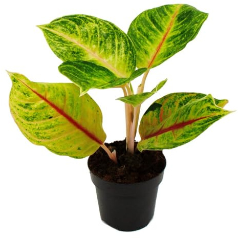 Aglaonema Iguana Red Buntblättriger Kolbenfaden 12cm Topf