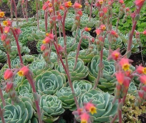 Portal Cool 5 (Stecklinge) Eeria Elegans