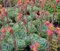 Portal Cool 5 (Stecklinge) Eeria Elegans