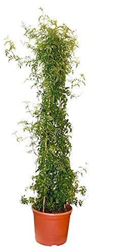 Jazmín Estrella - Jazmín Chino - Jazmín de Chile - Falso Jazmín Planta natural con flor de exterior (Maceta 10 Litros)
