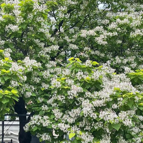 300 Pcs Trompetenbaum Winterhart Samen - Winterharte Pflanzen Für Garten Trompetenbaum Samen, Grünpflanzen, Gartendeko Für Draußen Balkonpflanzen, Bonsai Tree, Flower Seeds Pflanzen