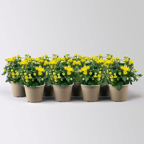 Chrysanthemen, Chrysanthemum multiflora, 8er-Set, gelb, Topf 10,5 cm Ø