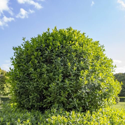 200 pz Semi di siepe di ligustro - Ligustrum lucidum - piante d'appartamento piante verdi Siepe di ligustro sempreverde - Piante d'appartamento vere, letto da balcone albero dei bonsai,