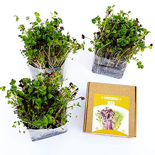 Garden Pocket Microvegetales Pop UP - Kit de Interior de germinados de Semillas ecológicas x3 (Mix-Alfalfa, Rabanito, Trébol y NAbo)
