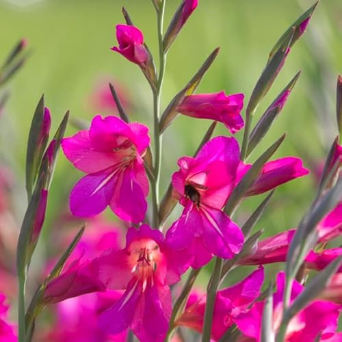 Gladiolen Communis ssp byzantinus | 10 Stück | Blumenzwiebel | Knolle | Schnittblume | Verwildernd | Lila | 100% Blütegarantie | QFB Gardening