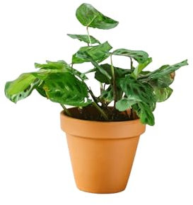 Pianta da appartamento - Maranta Kerchoveana variegata 30,0 cm