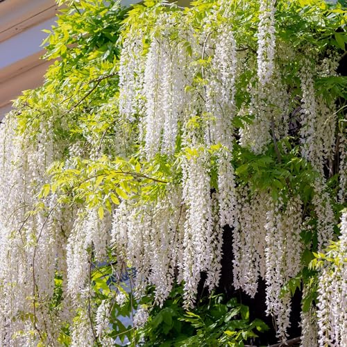 Wisteria floribunda Alba – Flores blancas – 11 cm x 40 cm – Planta trepadora perfumada – Para pérgolas, vallas y paredes