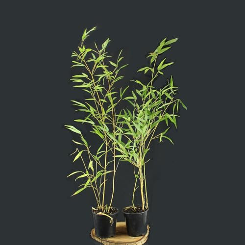 Phyllostachys aureosulcata 'Aureocaulis' von Intragarten - Goldener Peking Bambus im Topf
