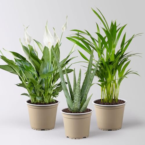 Grünpflanzen-Set Saubere Luft Sonne-Halbschatten, Topf-Ø 12 cm, 3 Pflanzen