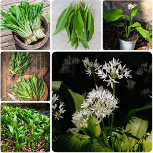 Aglio Orsino Selvatico di Montagna, Allium Ursinum, ottimo Integratore per Sistema Immunitario e Digestione 40 semi selezionati