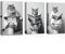 CXHOSTENT Funny Bathroom Wall Decor 3 Piece Animal Cat Sitting on Toilet Reading Newspaper Canvas Prints Black and White Bathroom Picture Framed (Bathroom-3, 28.00 x 35.00 cms x 3PCS)