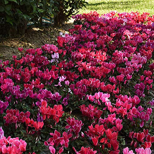 Benoon Semi Di Ciclamino, 1 Sacchetto Di Semi Di Ciclamino Mini Semi Da Fiore Perenni Estetici Naturali Mixcolor Per Giardino Fiore