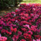 Benoon Semi Di Ciclamino, 1 Sacchetto Di Semi Di Ciclamino Mini Semi Da Fiore Perenni Estetici Naturali Mixcolor Per Giardino Fiore