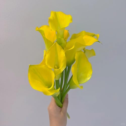 4 pcs calla zwiebeln winterhart, calla lilie zwiebeln, seltene pflanzen, zimmer deko, calla pflanze winterhart Knollen (Zantedeschia aethiopica) hydrokultur pflanzen frühlingsblumen