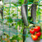 Premium Ranknetz 5 x 2m mit 30 Pflanzenclips, Rankhilfen für den perfekten Wachstum von Tomaten, Gurken und Kletterpflanzen Das Optimale Rankhilfe Netz für Garten und Gewächshaus, Maschnweite (10cm)