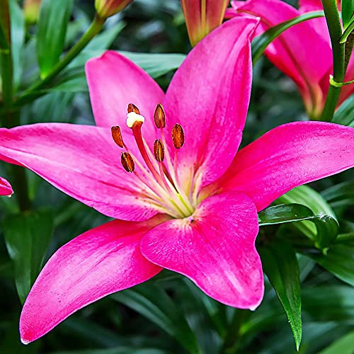 COOTO Garten Lilien Zwiebeln Winterhart Mehrjährig – Rosa Asiatische Lilien Pirandello - Blumenzwiebeln Lilien – Blumen Deko für Garten und Balkon – Garten Lilien Pflanzen
