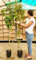 POWERS TO FLOWERS - VITE AMERICANA RAMPICANTE ROSSA, PARTHENOCISSUS QUINQUEIFOLIA, ALTEZZA 160CM, 2 PIANTE, PIANTE DI 4 ANNI, Piante Vere