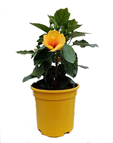 Árbol Natural - Hibiscus - Planta con Grandes Flores de Color Amarillo