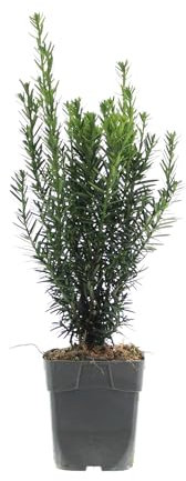 Einfassungseibe 'Hillii' ca. 25 cm 10 Stück - Becher-Eibe Taxus Media Hillii Bechereibe Heckenpflanze