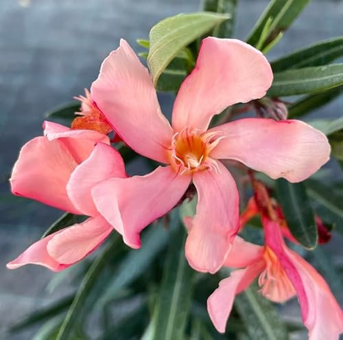 1 PIANTA DI OLEANDRO TITO POGGI IN VASO 17CM Nerium Oleander
