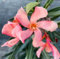 1 PIANTA DI OLEANDRO TITO POGGI IN VASO 17CM Nerium Oleander