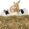 Nobleza - (2.5kg Kaninchen Wiesenhe, Hauptfutter für Hasen mit Gemüse, Natürliches Nagerfutterlebenswichtigen, Futter für Meerschweinchen, Vitaminen und Mineralien