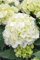 Hydrangea macrophylla 'Vanilla Sky' 30-40 cm – Winterhart, Mehrjährig, Pflegeleicht – Bauernhortensie – Blütenstrauch für Garten & Kübel