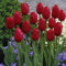 Tulpen zwiebeln, Charmant Tulpen, Winterharte Frühblüher, Lange BlüTezeit, Töpfe und Balkon, Mix Tulpen Zum Pflanzen, FrüHling Pflanze Topfpflanzen Herbst, 5zwiebelns-A